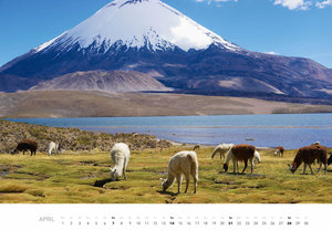 Lamas & Alpakas Kalender 2024