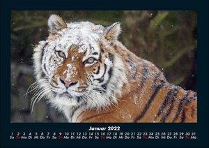 Tiger Kalender 2022 Fotokalender DIN A4