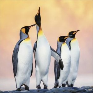 Pinguine 2025