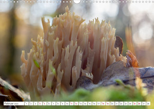 Pilze in den Herbstwäldern (Wandkalender 2023 DIN A3 quer)