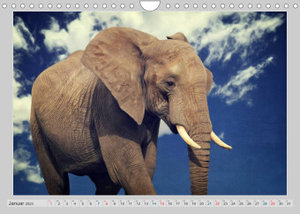 Elefanten - Portraits der besonderen Art (Wandkalender 2023 DIN A4 quer)