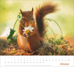 times&more Eichhörnchen Bildkalender 2026