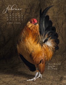 Pretty Chicks 2026