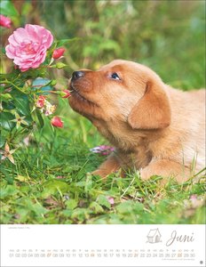 Hundekinder Posterkalender 2026