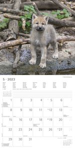 Wölfe 2023 - Broschürenkalender 30x30 cm (30x60 geöffnet) - Kalender mit Platz für Notizen - Wolves - Bildkalender - Wandplaner - Alpha Edition
