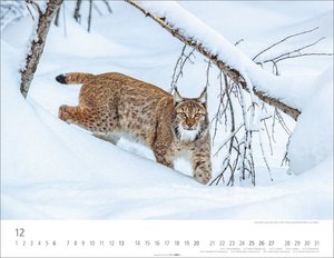Heimische Wildtiere 2026