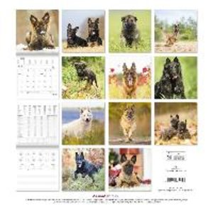 Schäferhunde 2023 - Broschürenkalender 30x30 cm (30x60 geöffnet) - Kalender mit Platz für Notizen - Hunde - Bildkalender - Wandplaner - Hundekalender