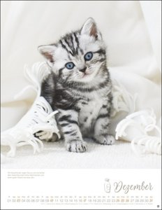 Katzenkinder Posterkalender 2023 von Monika Wegler. Unwiderstehliche Katzenbabys im Porträt. Ein großer Wandkalender mit vielen Fotos und Geschichten. Dekorativer Katzen-Kalender