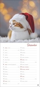 Katzen slim - Auf sanften Pfoten Kalender 2024. Tierkalender mit viel Platz für Termine und Notizen und unwiderstehlichen Katzenfotos. Dekorativer Langplaner für Übersicht und Organisation.
