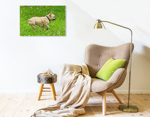 Premium Textil-Leinwand 75 cm x 50 cm quer Französische Bulldogge beim Vorstehen