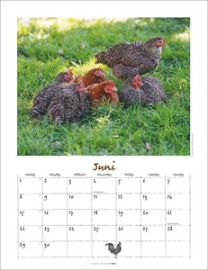 Der Hühnerkalender 2026