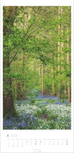 Im Wald Kalender 2026