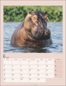 Der kleine Nilpferde-Kalender Kalender 2023