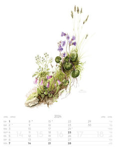 Alpenblumen-Aquarelle Kalender 2024