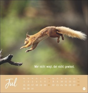 Never give up! Postkartenkalender 2024. Süße Tiere in einem Postkarten-Fotokalender mit motivierenden Botschaften. Kleiner Kalender zum Aufstellen und Aufhängen.