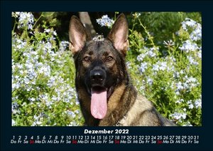 Hunde Kalender 2022 Fotokalender DIN A5