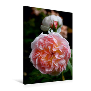 Premium Textil-Leinwand 60 cm x 90 cm hoch Englische Rose, Apricot