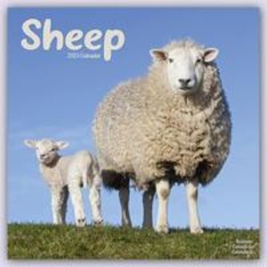 Sheep - Schafe 2023 - 16-Monatskalender