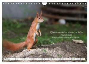 Tipps von Eichhörnchen an Eichhörnchenliebhaber (Wandkalender 2024 DIN A4 quer), CALVENDO Monatskalender