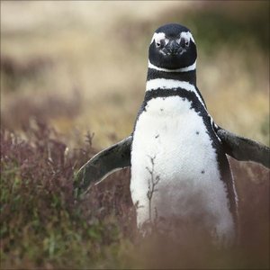 Pinguine 2025