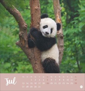 Bärenstark Postkartenkalender 2026