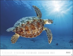Unterwasser Posterkalender 2023. Spektakulärer Fotokalender im Großformat. Die faszinierende Unterwasserwelt in Bildern für einen dekorativen großen Kalender.