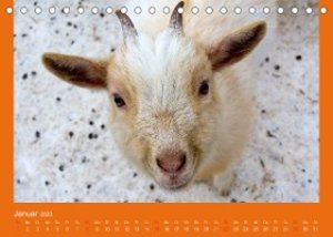 Tierkinder (Tischkalender 2023 DIN A5 quer)