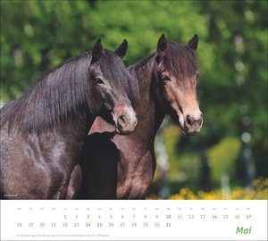 times&more Pferde Bildkalender 2026