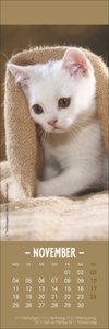 Katzen Lesezeichen & Kalender 2024. Süße Kätzchen in einem Mini-Kalender. Perfekt als kleine Aufmerksamkeit zu Weihnachten. Das Mitbringsel für Katzenfans und Bücherwürmer!