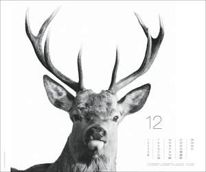 Black & White Animals 2026