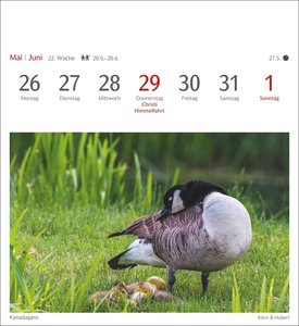 Heimische Vögel Postkartenkalender 2025 - Wochenkalender mit 53 Postkarten
