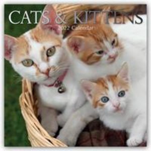 Cats & Kittens - Katzen & Kätzchen 2022 - 16-Monatskalender