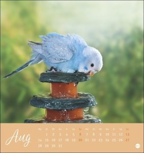 Freche Wellensittiche Postkartenkalender 2023 von Monika Wegler. Die bunten Vögel in einem kleinen Kalender zum Aufstellen und Aufhängen. Perforierter Postkarten-Fotokalender.