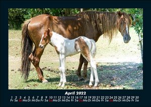 Pferde Kalender 2022 Fotokalender DIN A5