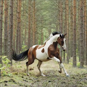 Horses 2025