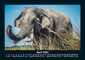 Der Tierkalender 2022 Fotokalender DIN A5