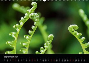 Farne - Filigrane Schönheiten (Wandkalender 2021 DIN A2 quer)