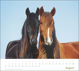 Pferde Bildkalender 2023. Tierkalender für Pferdefreunde. Großer Kalender mit spektakulären Fotos edler Pferde. Wandkalender 2023 Großformat.