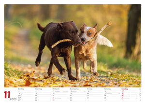 Hunde 2023 Bildkalender A3 quer - Oliver Giel