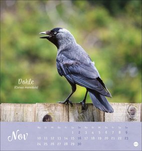 Vögel in unseren Gärten Postkartenkalender 2025