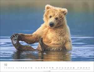 Bären Kalender 2025