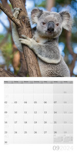 Koalas Kalender 2024 - 30x30