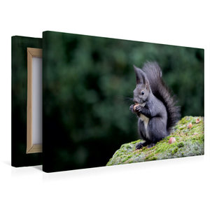 Premium Textil-Leinwand 45 cm x 30 cm quer Auch wir dunklen Hörnchen sind einheimische Hörnchen !!