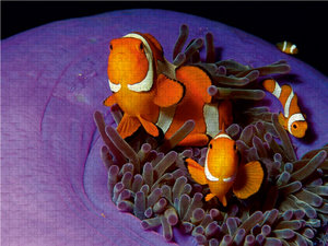 CALVENDO Puzzle Anemonenfische im Korallenriff zu entdecken, ist immer eine große Freude! 1000 Teile Puzzle quer