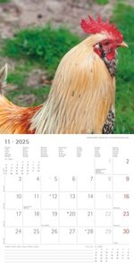 Alpha Edition - Hühner 2025 Broschürenkalender, 30x30cm, Kalender mit hochwertigen Hühner-Bildern, Mondphasen, Notizmöglichkeiten, Ferientermine DE/AT/CH und internationales Kalendarium