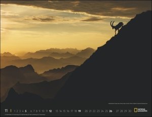 Wildlife Posterkalender National Geographic 2023. Faszinierender großformatiger Kalender mit Tierfotos von weltweiten Expeditionen. Hochwertiger Fotokalender für Naturfreunde.