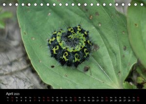 Faszination Schmetterlingsraupen (Tischkalender 2023 DIN A5 quer)