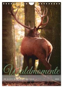 Waldmomente (Wandkalender 2024 DIN A4 hoch), CALVENDO Monatskalender