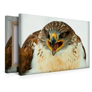 Premium Textil-Leinwand 45 cm x 30 cm quer Koenigsraufussbussard - Buteo regalis