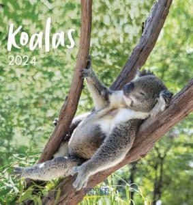 Koalas 2024